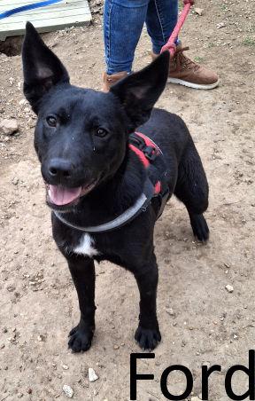 Enlarge Ford, a Adoptable mixed breed in Mountain View, AR image 3/3