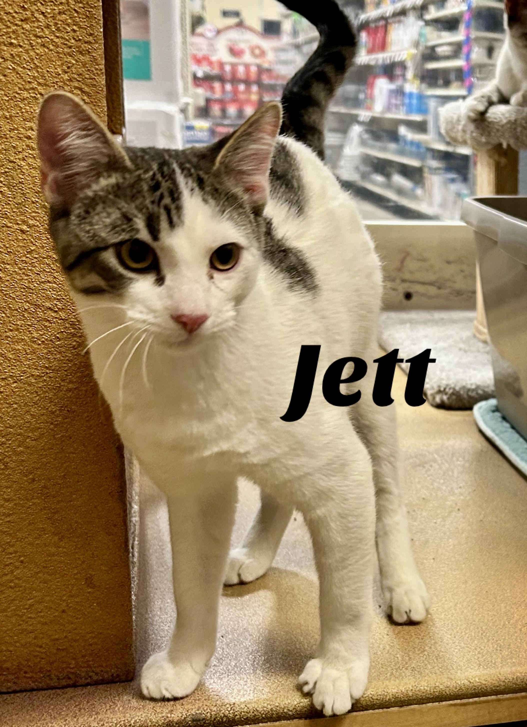 Jett, ADOPTABLE, Young Male Domestic Short Hair.