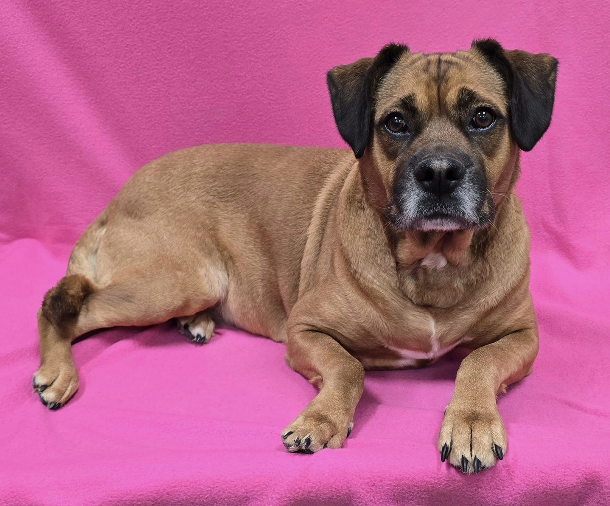 Dog for adoption Rory, a Mixed Breed in Frankfort, IN Petfinder