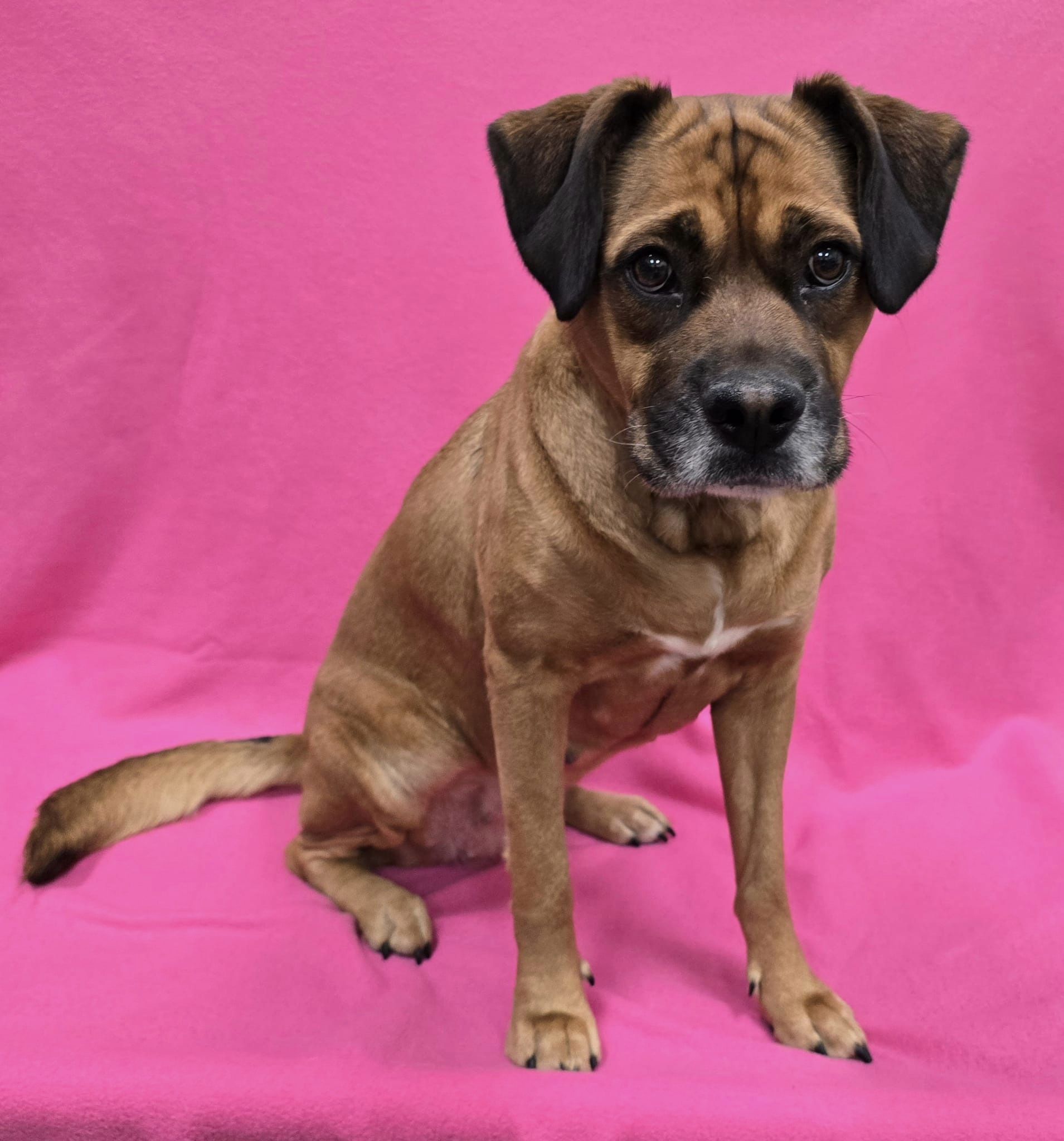 Dog for adoption Rory, a Mixed Breed in Frankfort, IN Petfinder