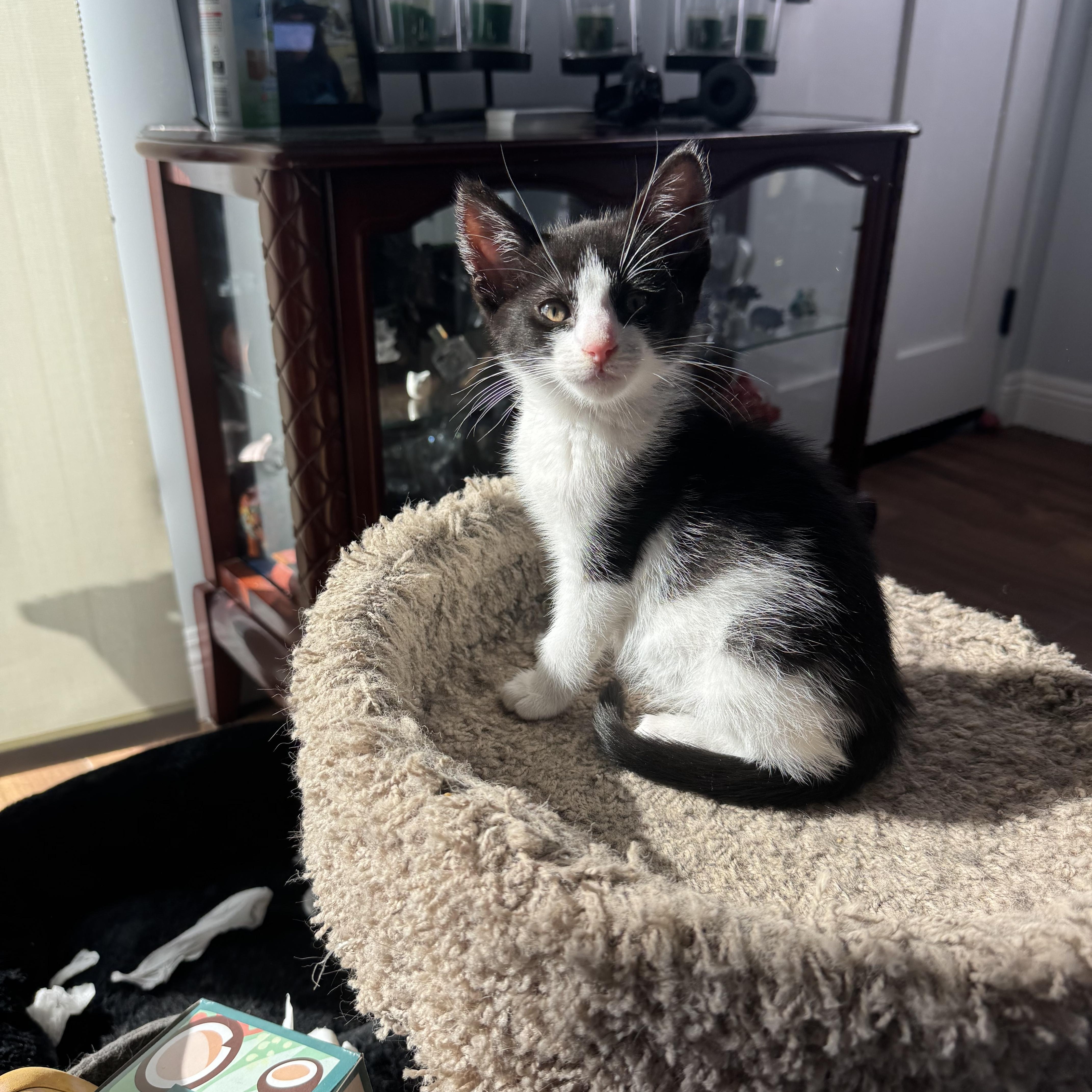 Sir Bounce- A Purrfect Tuxie
