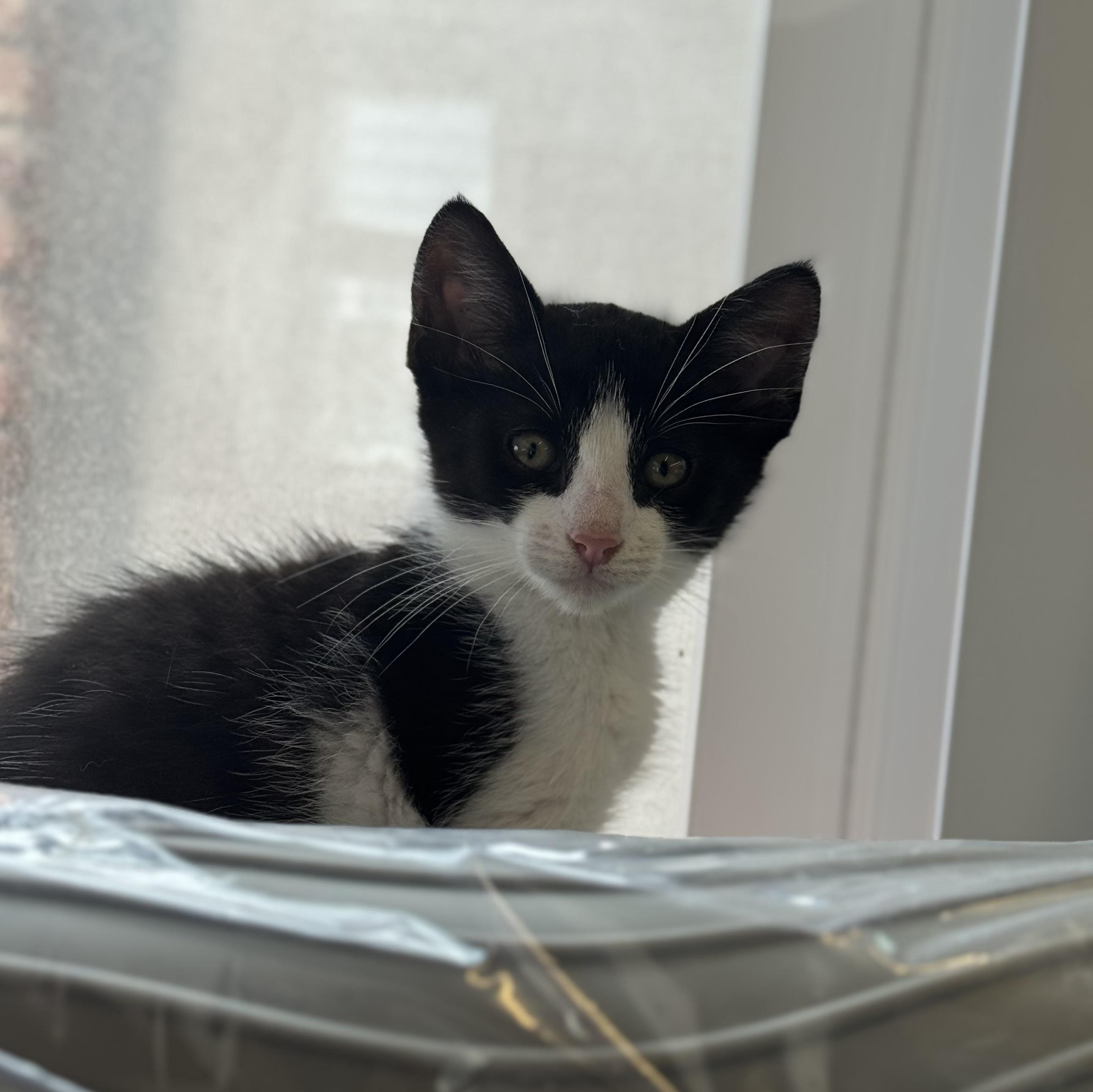 Sir Bounce- A Purrfect Tuxie