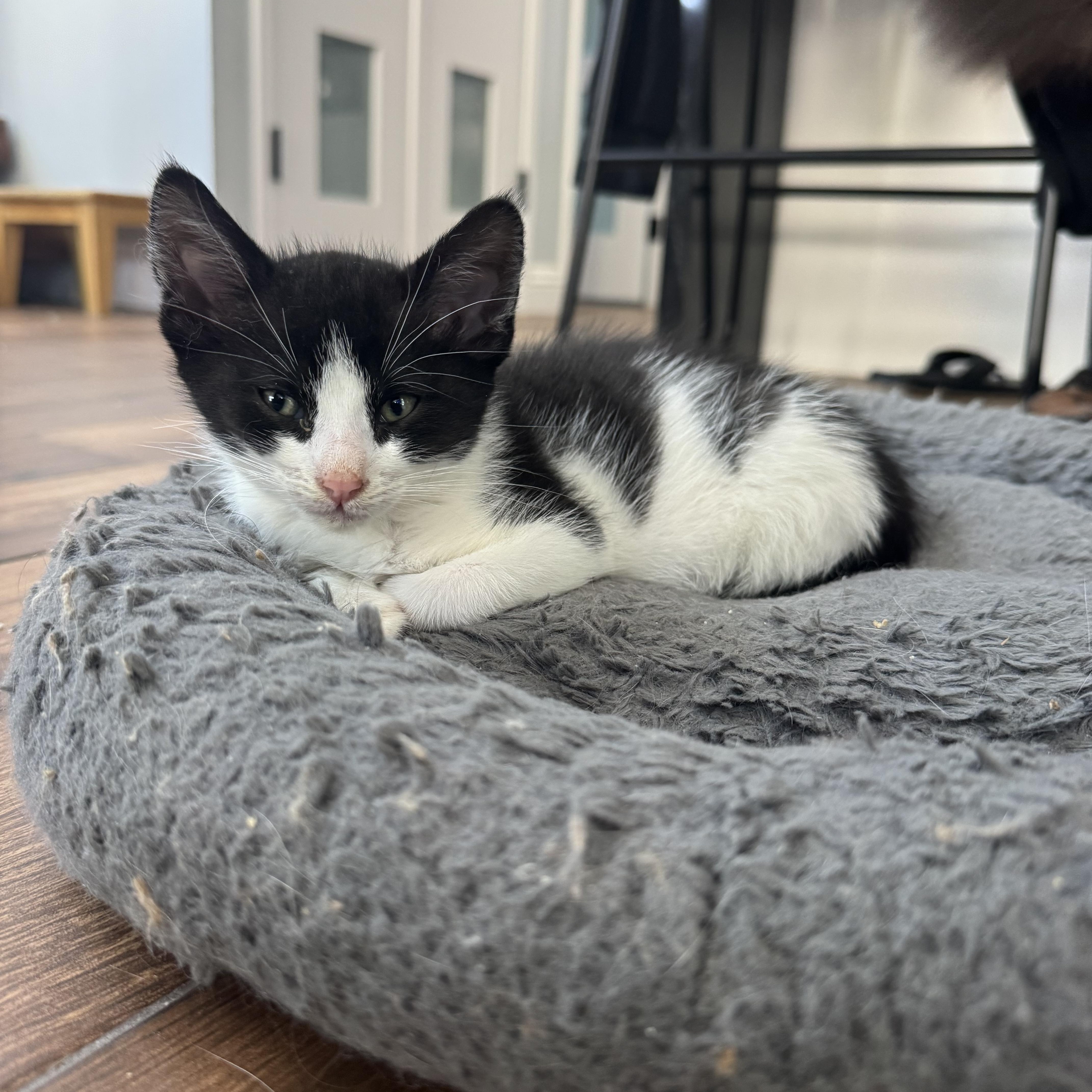 Sir Bounce- A Purrfect Tuxie