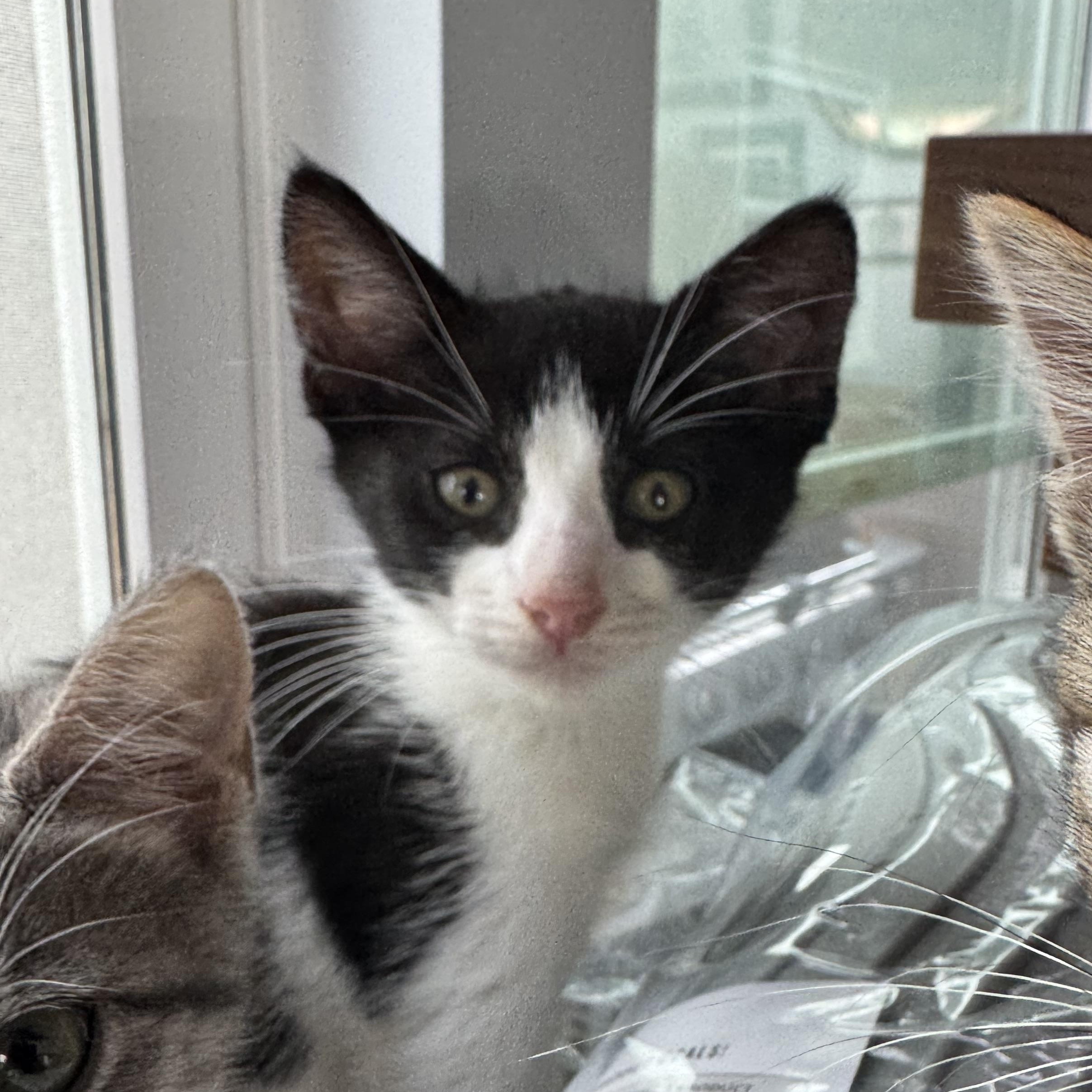 Sir Bounce- A Purrfect Tuxie