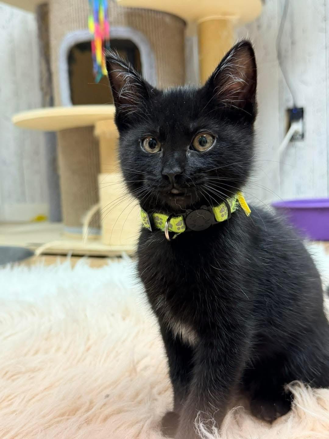 Enlarge Kittens and more kittens, a ADOPTABLE Domestic Short Hair in Momence, IL image 4/5
