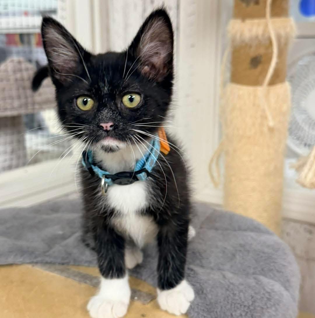 Enlarge Kittens and more kittens, a ADOPTABLE Domestic Short Hair in Momence, IL image 3/5