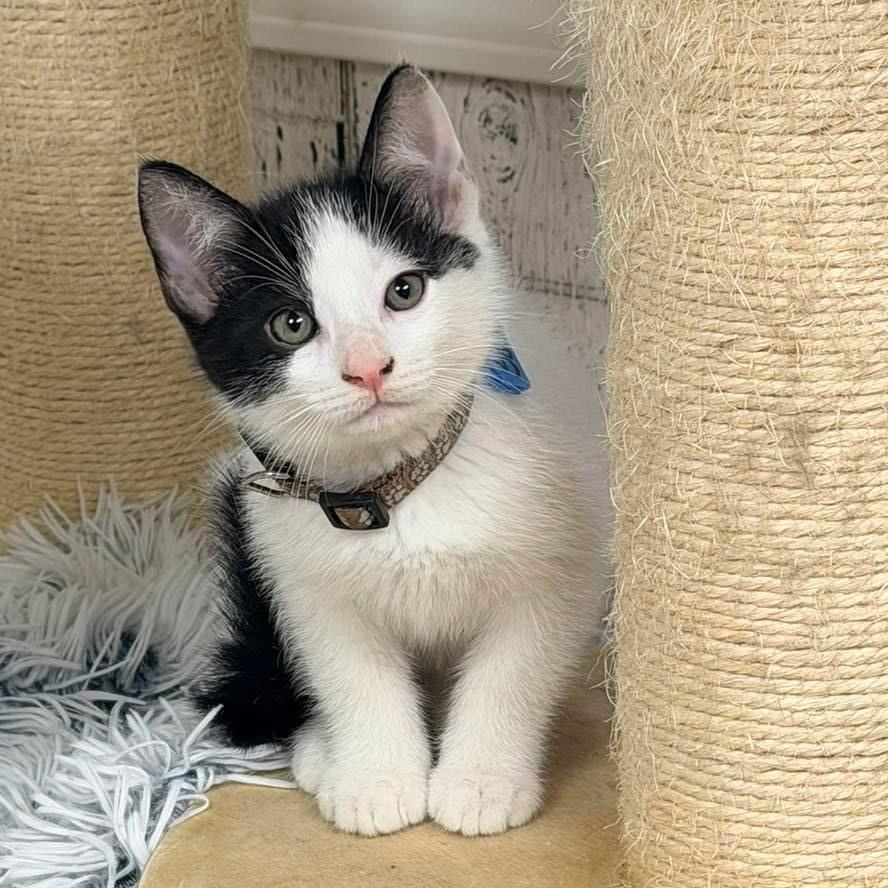 Enlarge Kittens and more kittens, a ADOPTABLE Domestic Short Hair in Momence, IL image 2/5