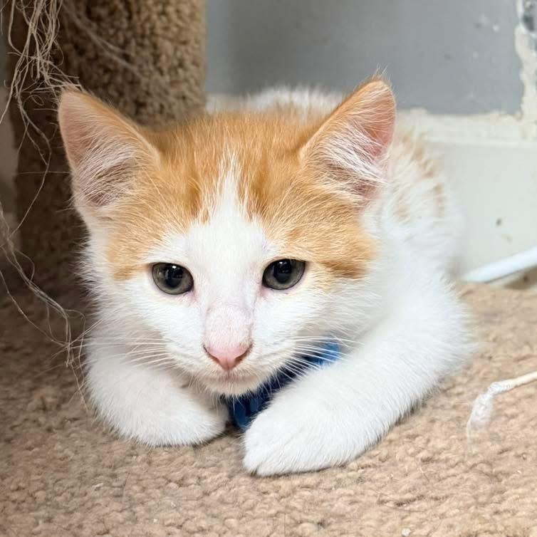 Enlarge Kittens and more kittens, a ADOPTABLE Domestic Short Hair in Momence, IL image 1/5