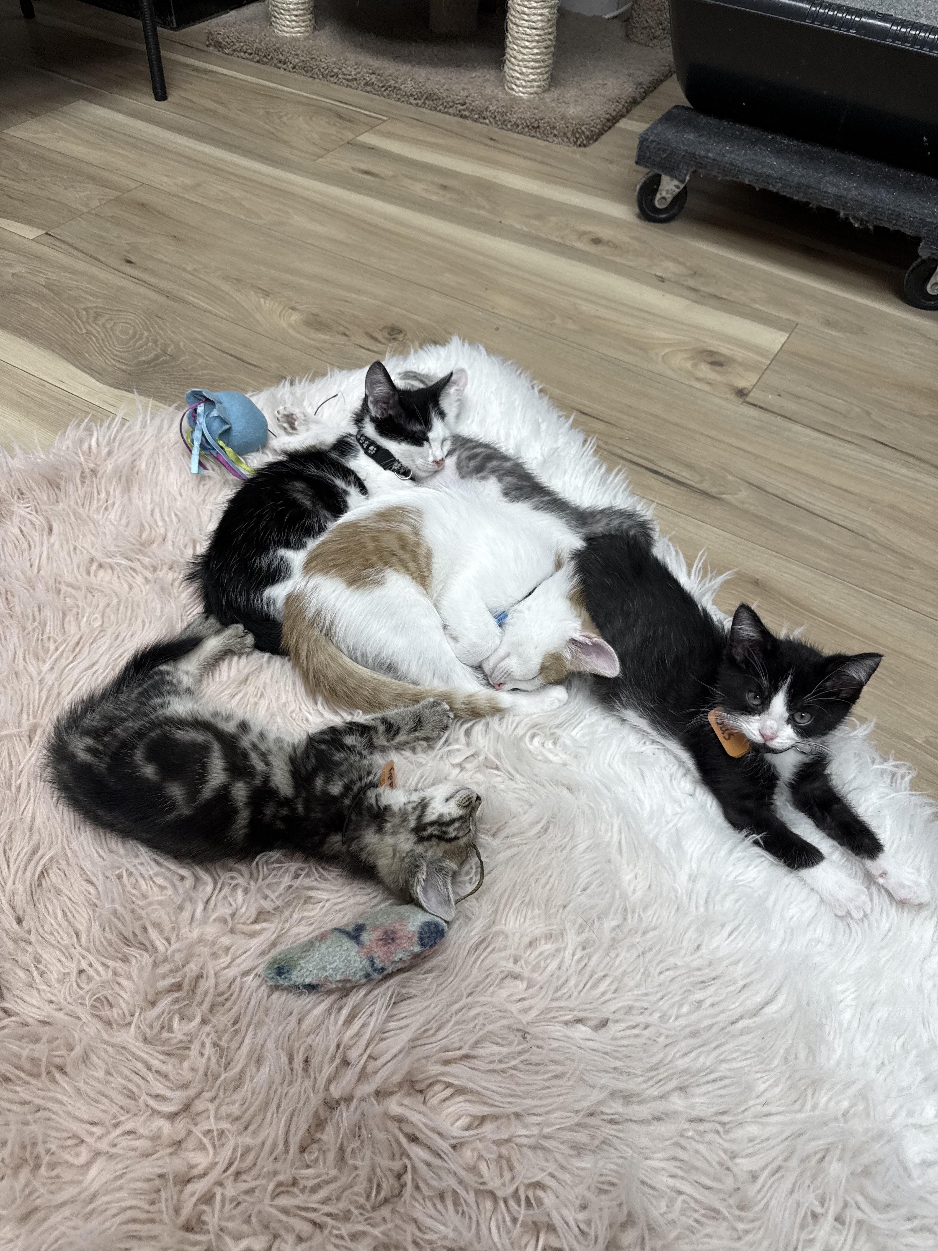 Enlarge Kittens and more kittens, a ADOPTABLE Domestic Short Hair in Momence, IL image 5/5