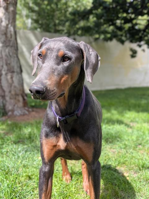 BROWNIE photo