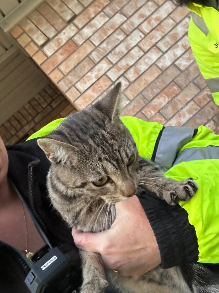 Enlarge Hershey Kisses, a Adoptable Tabby in Nacogdoches, TX image 1/1