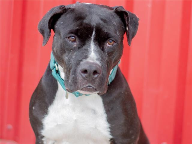 Enlarge MYA, a Adoptable Pit Bull Terrier in Tracy, CA image 1/1