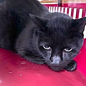 Bella, Adoptable, Senior Female Domestic Short Hair.