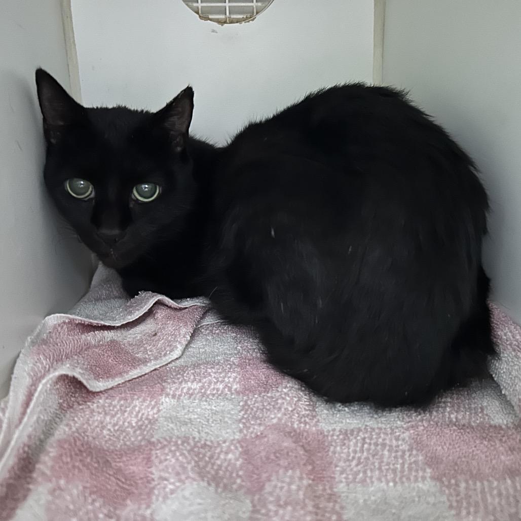 Enlarge Bella, a Adoptable Domestic Short Hair in Oyster Bay, NY image 2/3