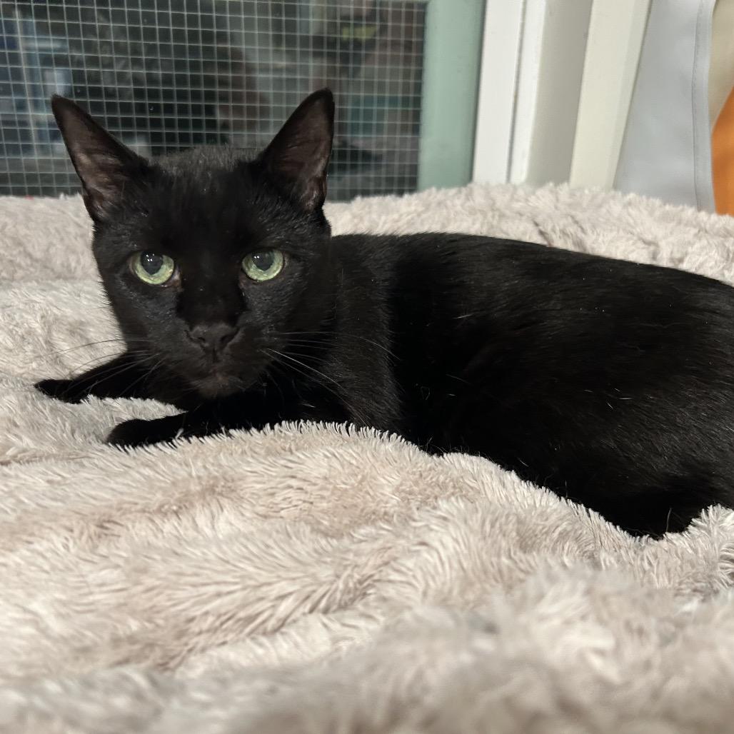 Enlarge Bella, a Adoptable Domestic Short Hair in Oyster Bay, NY image 3/3