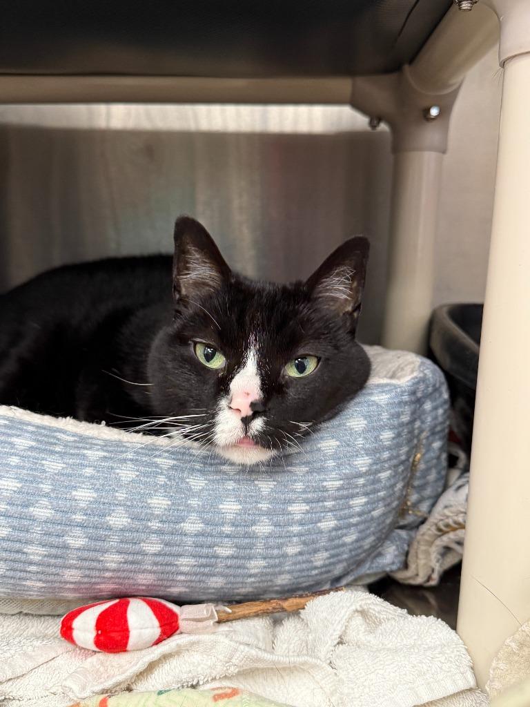 Paislee, Adoptable, Adult Female Domestic Short Hair.