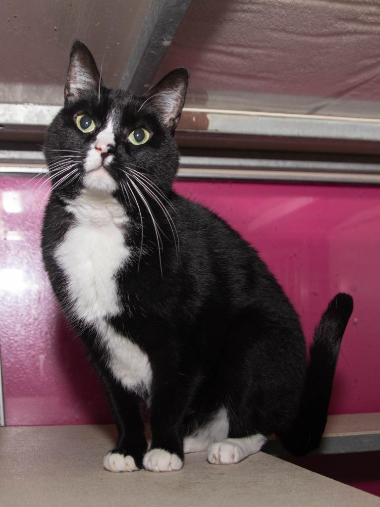 Enlarge Paislee, a Adoptable mixed breed in Lansing, KS image 1/2