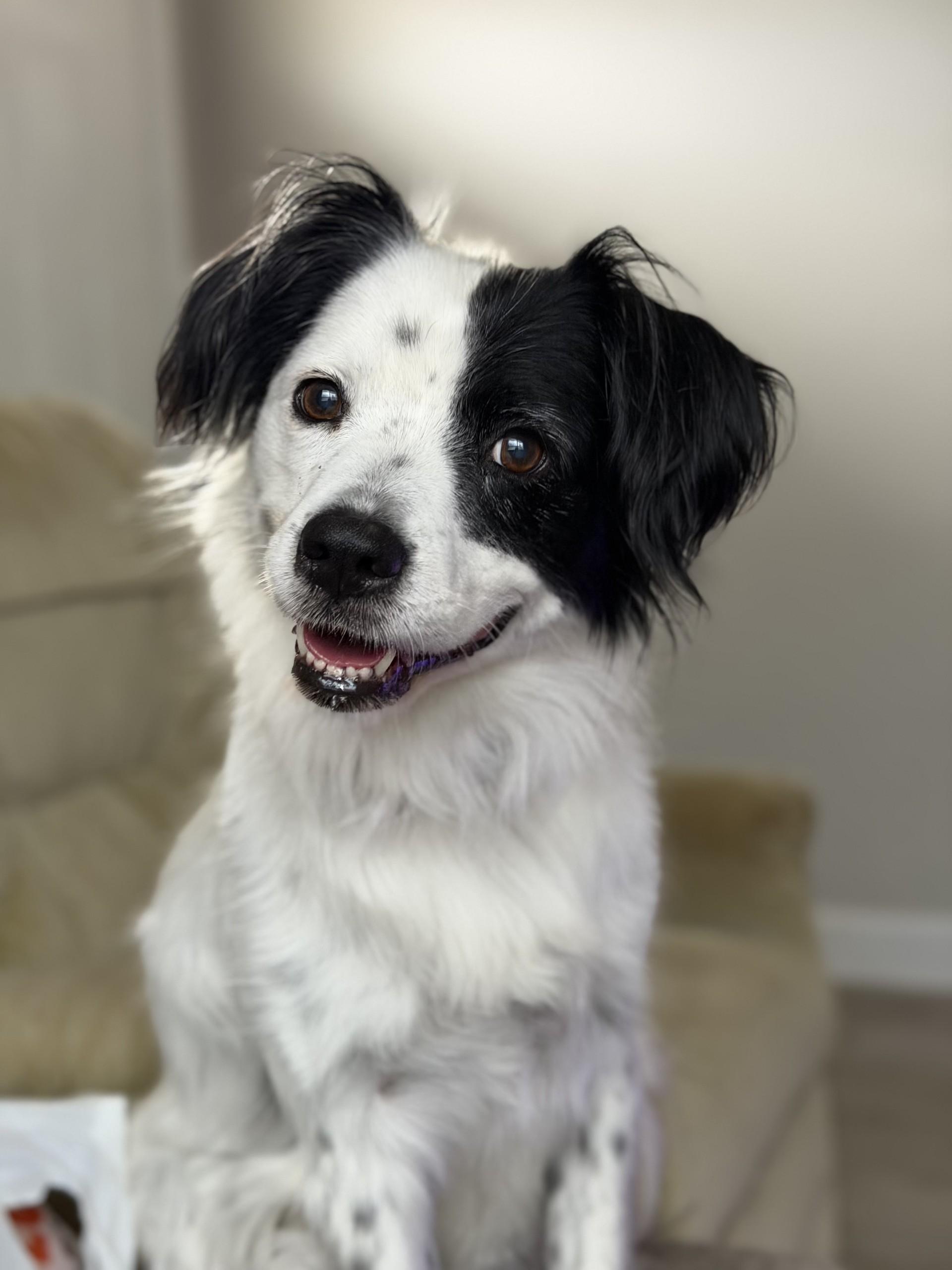 Emma, ADOPTABLE, Senior Female Border Collie.