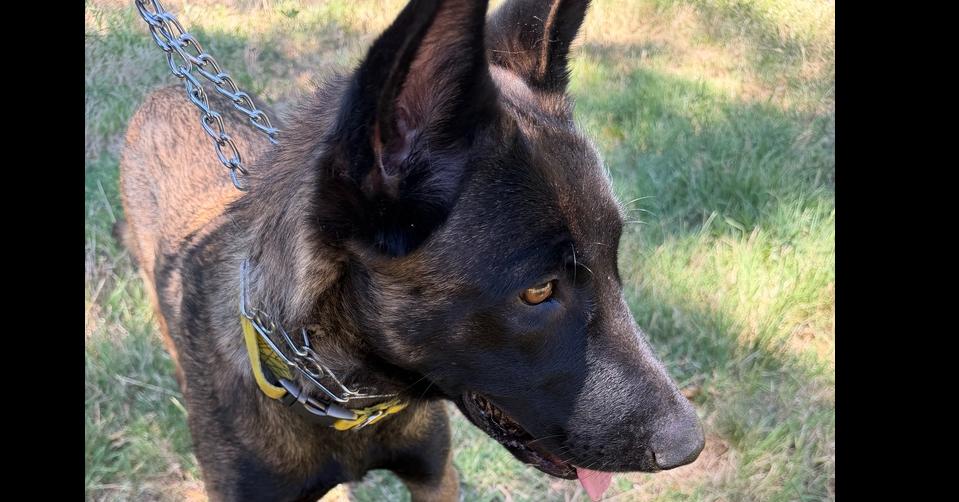 Enlarge Aurelia - Located in OR, a Adoptable Belgian Shepherd / Malinois in Imlay City, MI image 1/4