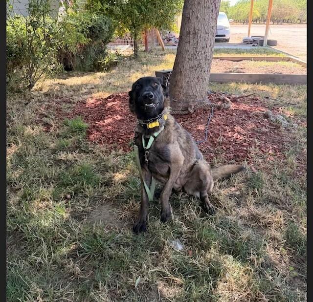 Enlarge Aurelia - Located in OR, a Adoptable Belgian Shepherd / Malinois in Imlay City, MI image 2/4