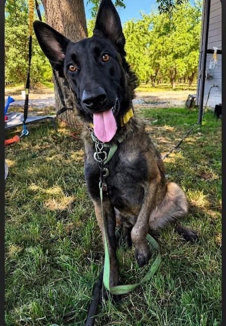 Enlarge Aurelia - Located in OR, a Adoptable Belgian Shepherd / Malinois in Imlay City, MI image 3/4