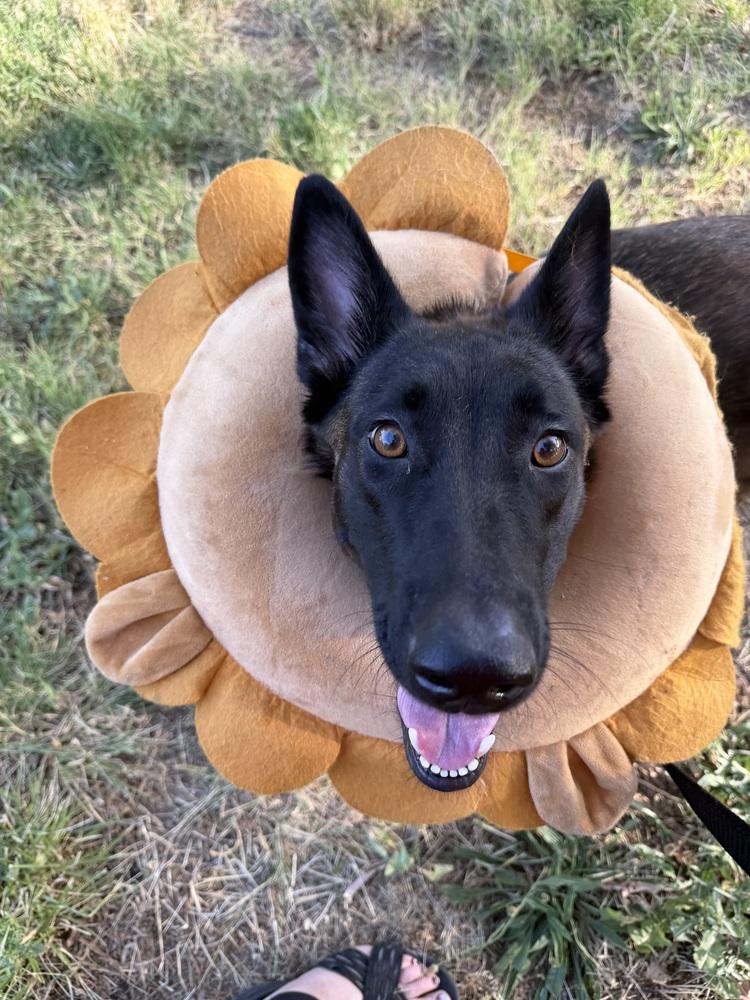 Enlarge Aurelia - Located in OR, a Adoptable Belgian Shepherd / Malinois in Imlay City, MI image 4/4