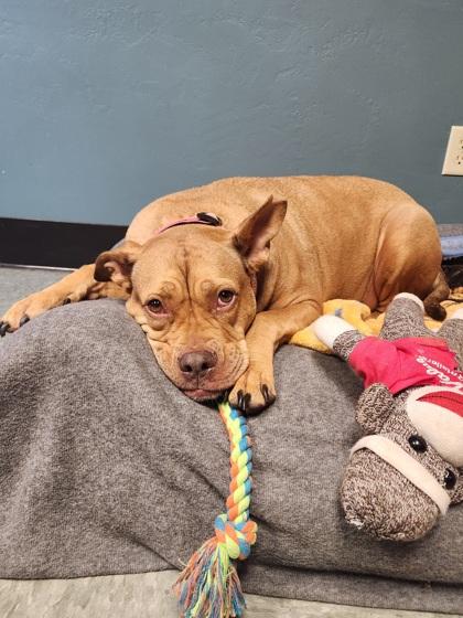 Enlarge Carly, a Adoptable mixed breed in Shawano, WI image 1/3