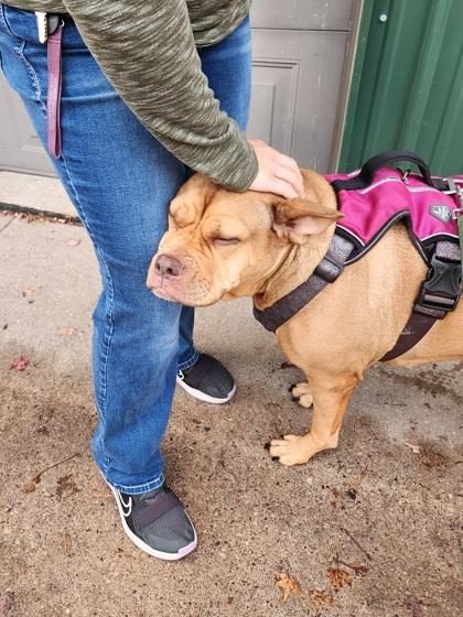 Enlarge Carly, a Adoptable mixed breed in Shawano, WI image 1/3