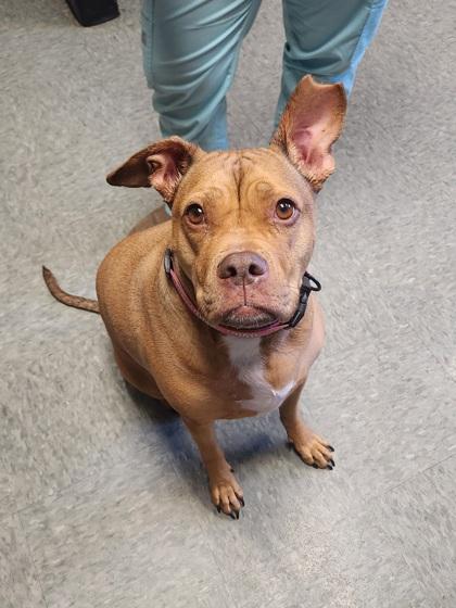 Enlarge Carly, a Adoptable mixed breed in Shawano, WI image 2/3