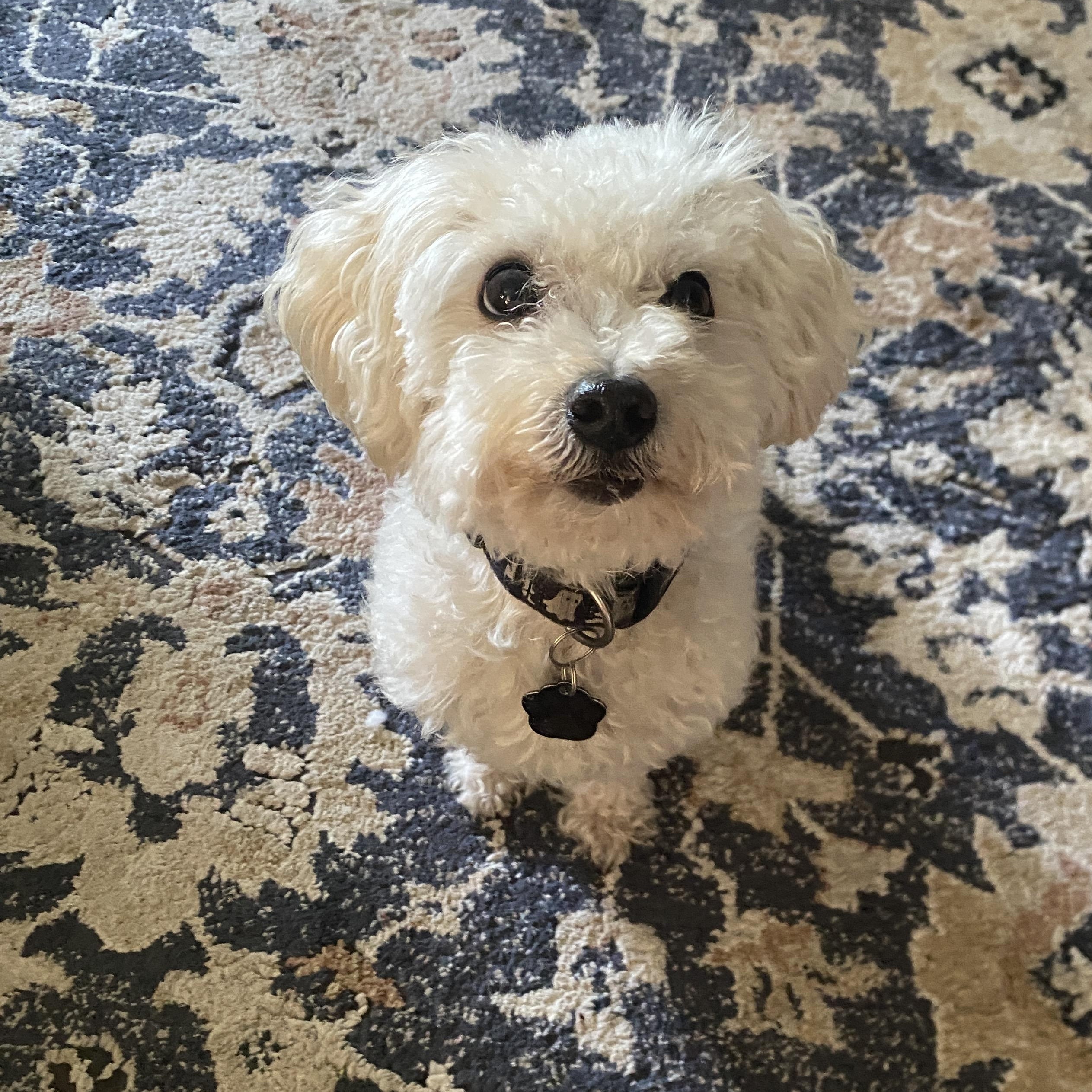 Enlarge Harley, a Adoptable mixed breed in Los Angeles, CA image 3/5