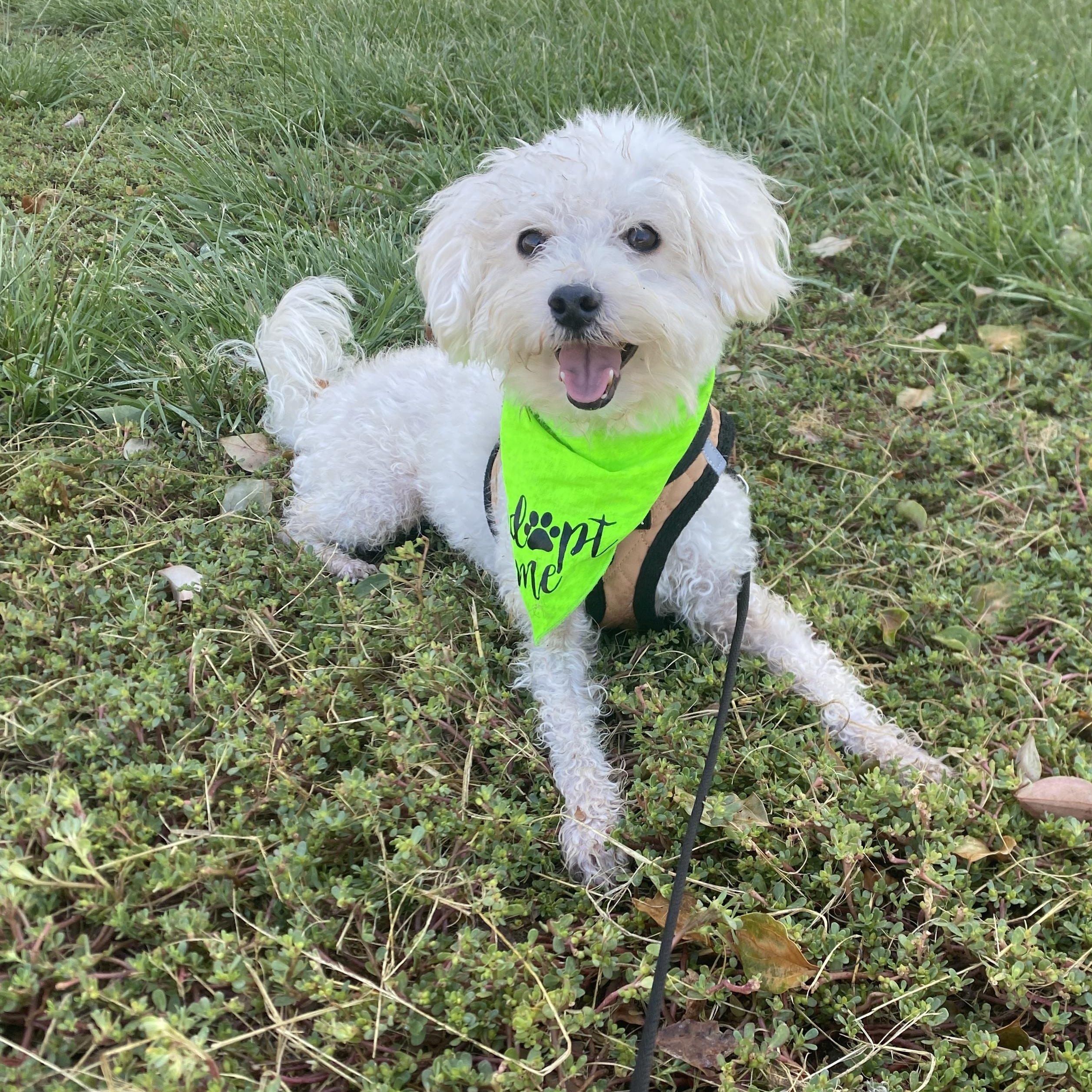 Harley, Adoptable, Adult Male Bichon Frise.