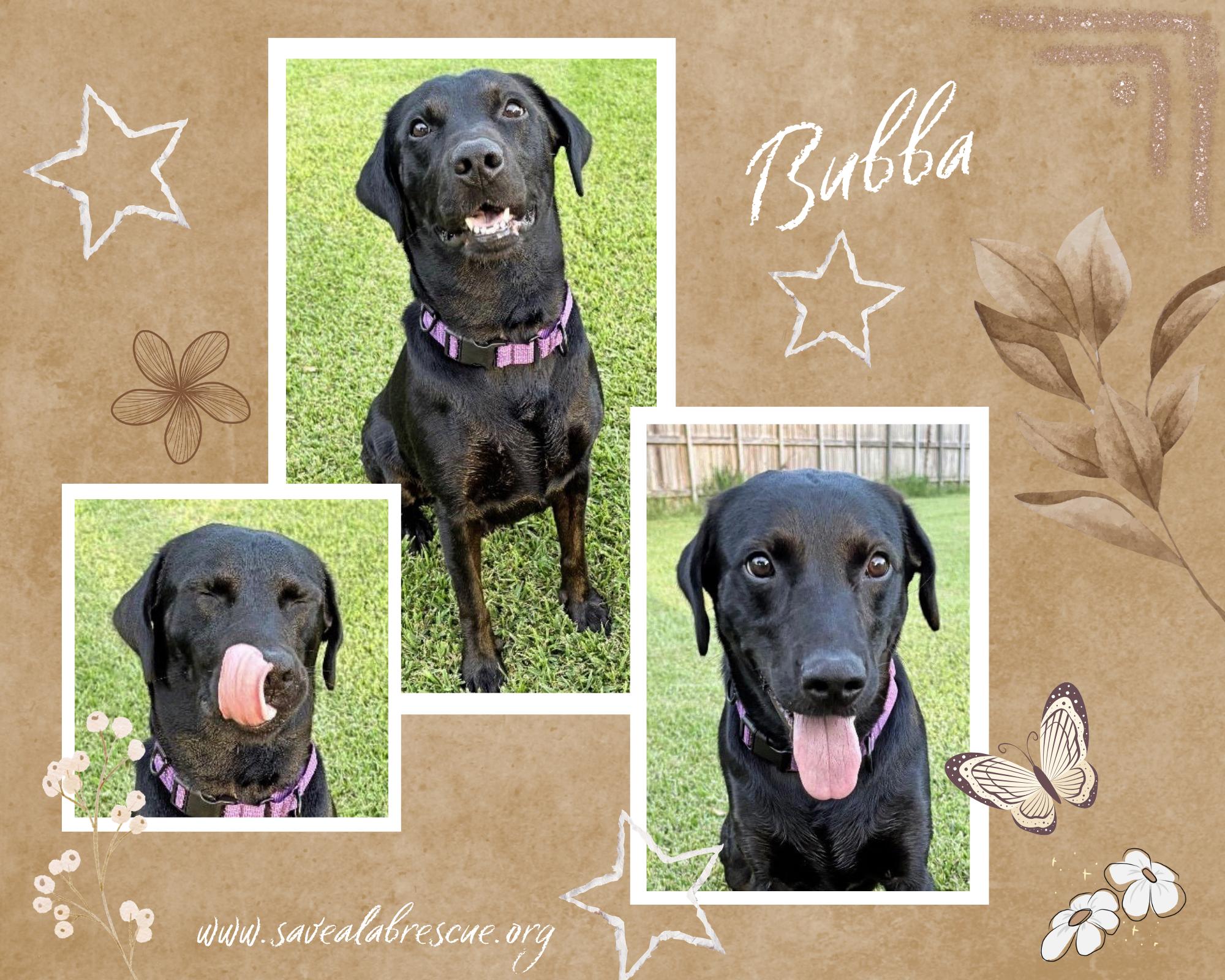Bubba, Adopted, Adult Male Labrador Retriever & Black Labrador Retriever.