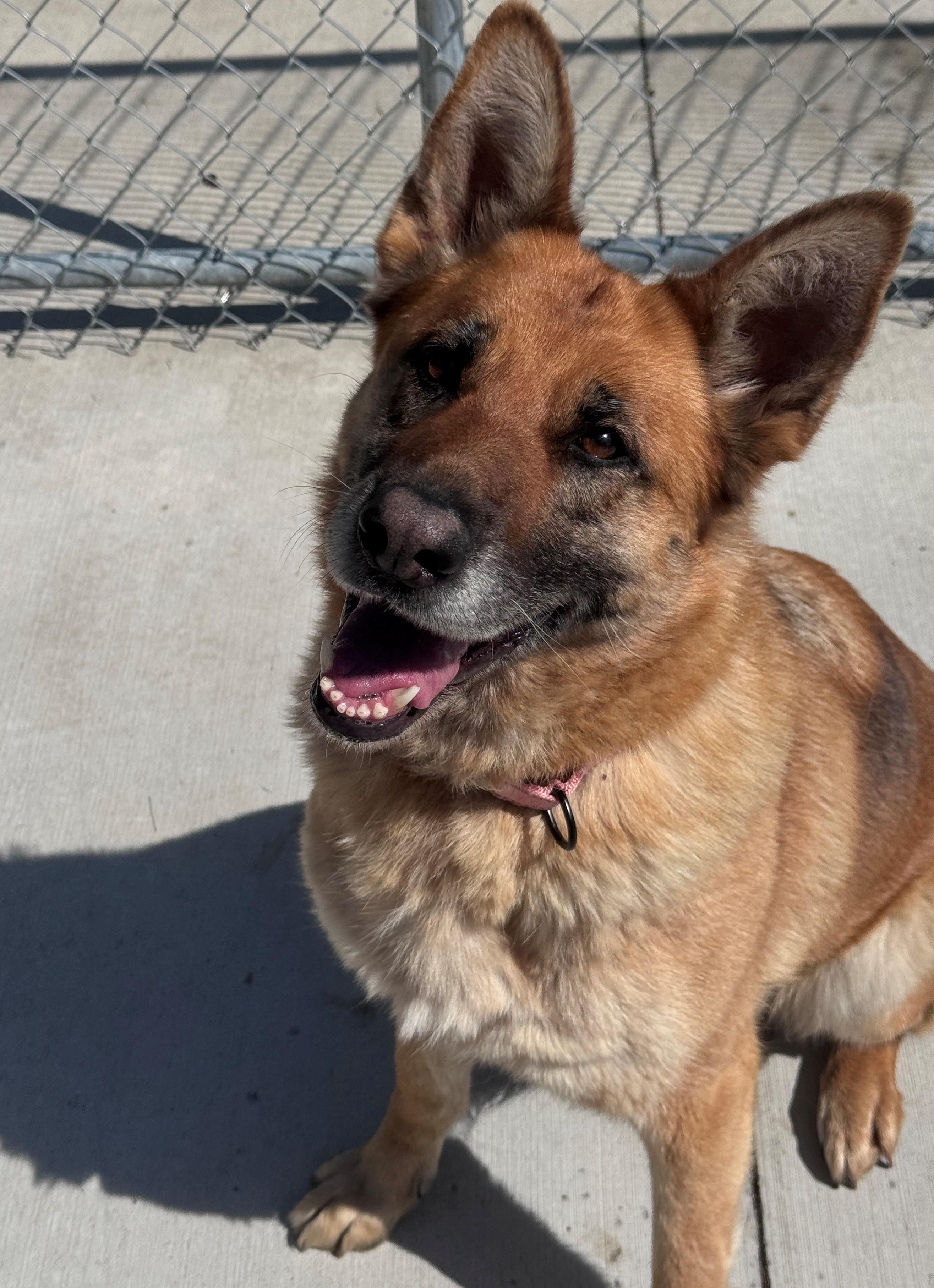 Lucy, a ADOPTABLE German Shepherd Dog in Hackensack, MN image 3/4
