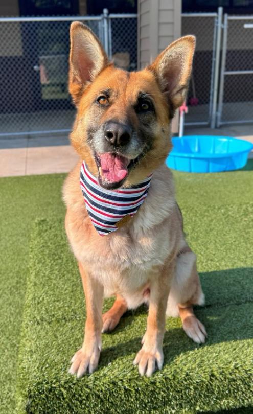 Lucy, adoptable, Adult Female German Shepherd Dog.