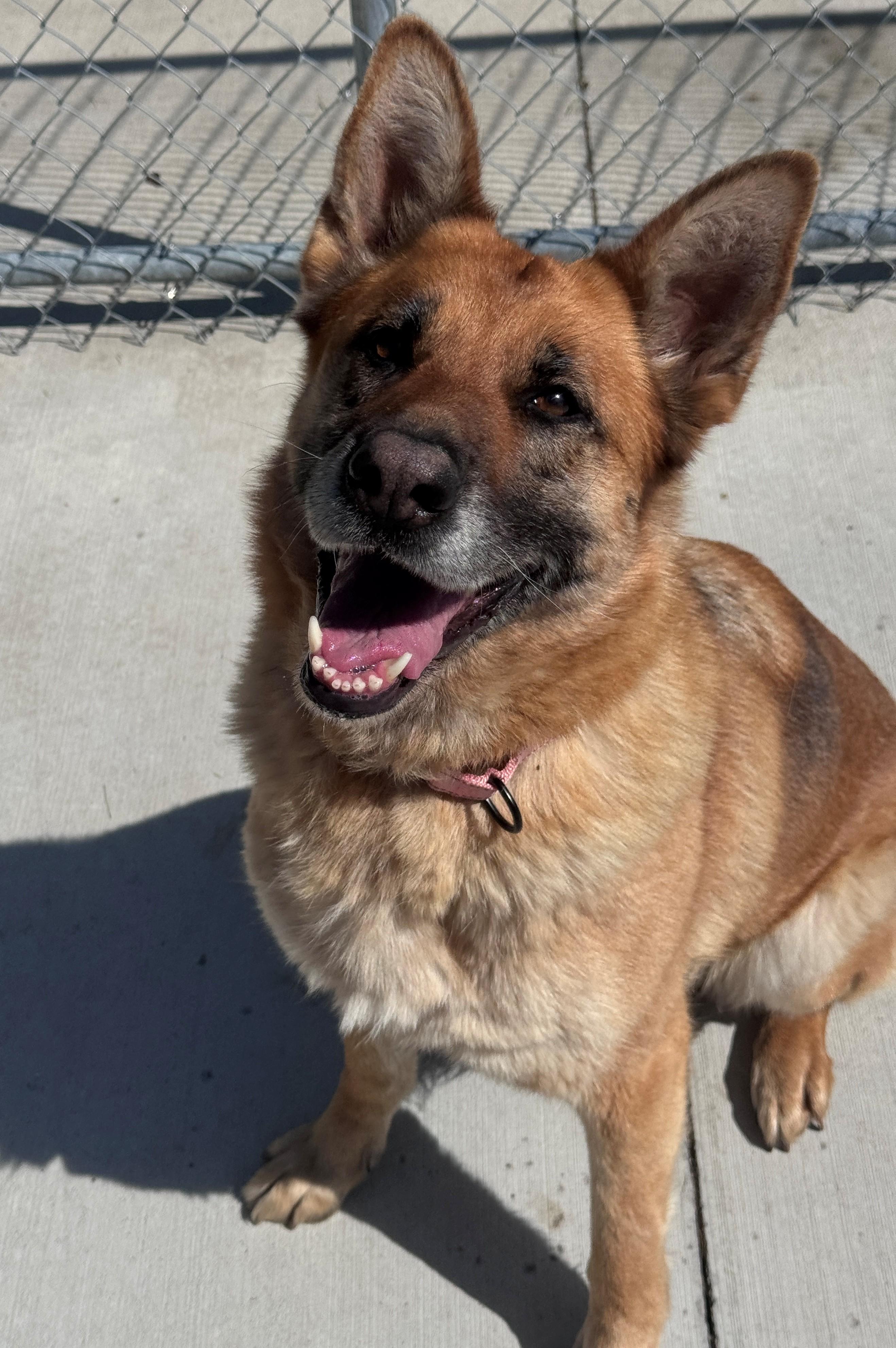 Lucy, a ADOPTABLE German Shepherd Dog in Hackensack, MN image 2/4