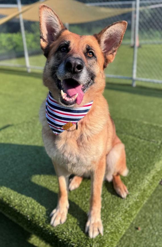 Lucy, an adoptable German Shepherd Dog in Hackensack, MN image 2/4