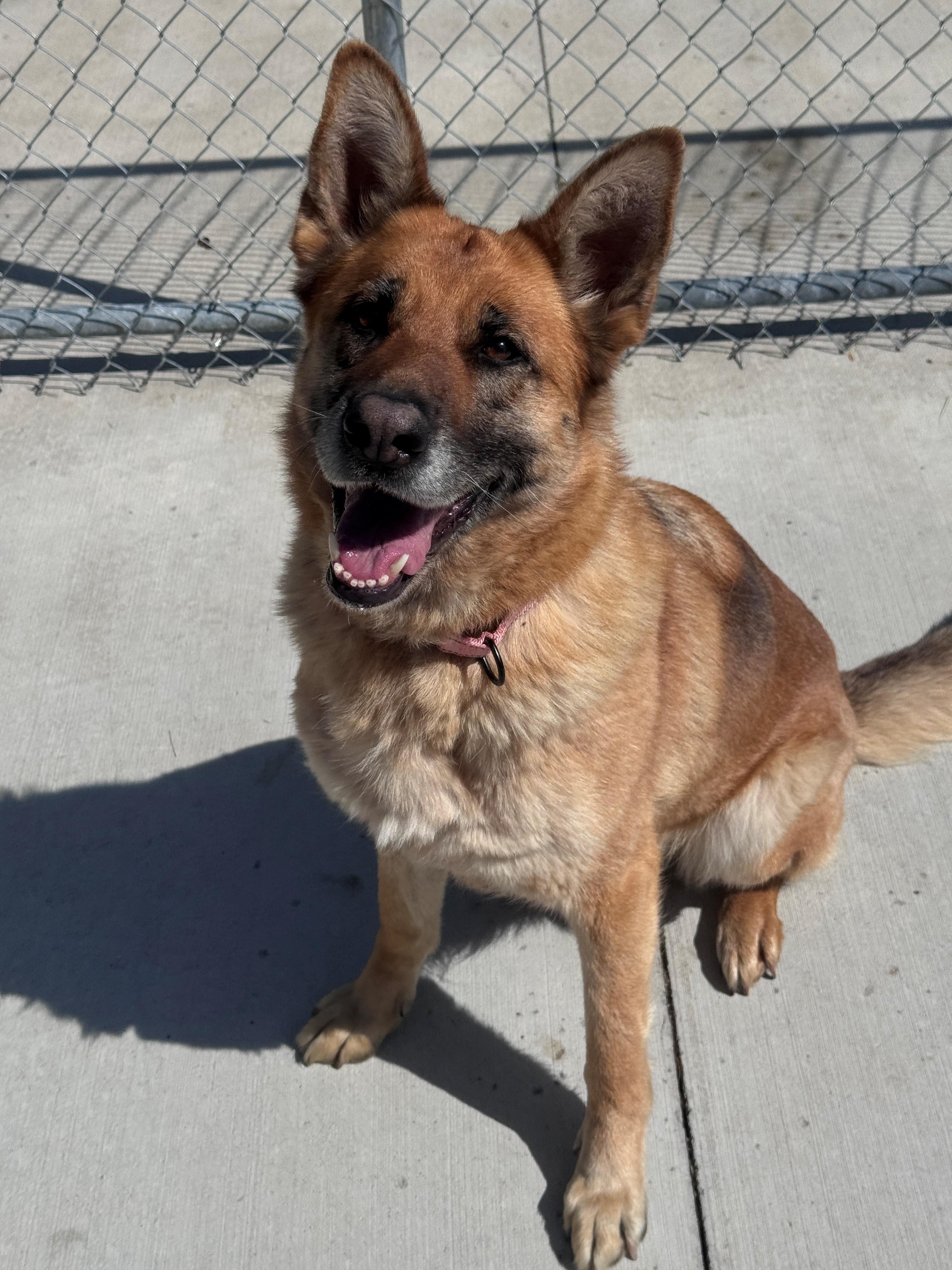 Lucy, ADOPTABLE, Adult Female German Shepherd Dog.