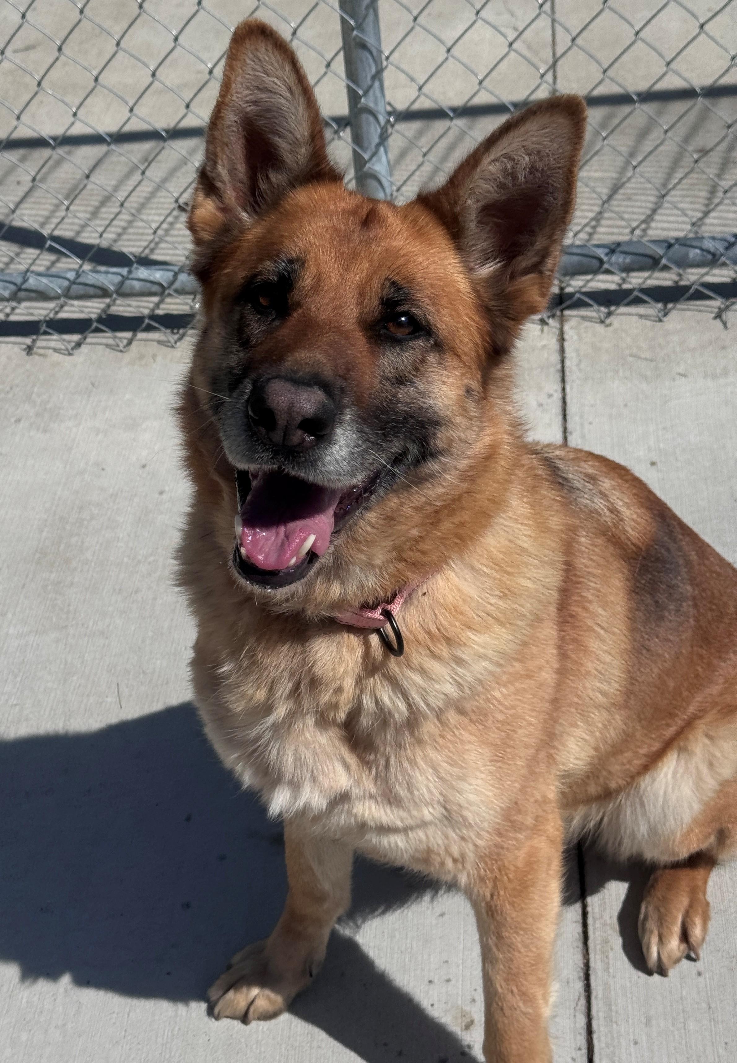 Lucy, a ADOPTABLE German Shepherd Dog in Hackensack, MN image 4/4