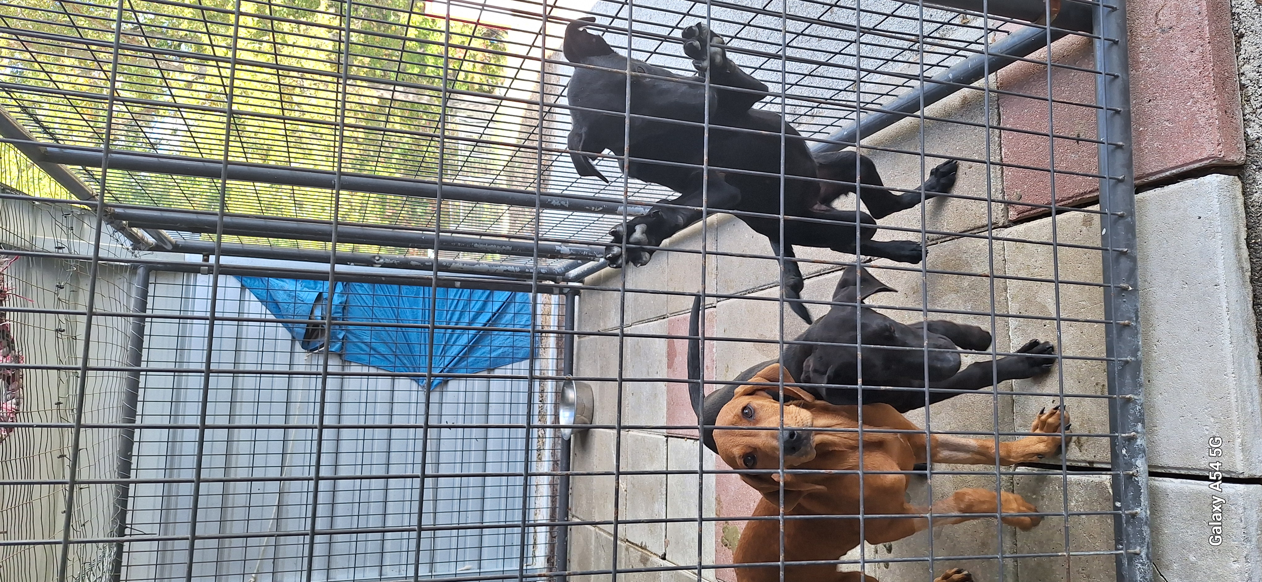 Dog for adoption Zander, Zayden & Zara, a Black Labrador Retriever