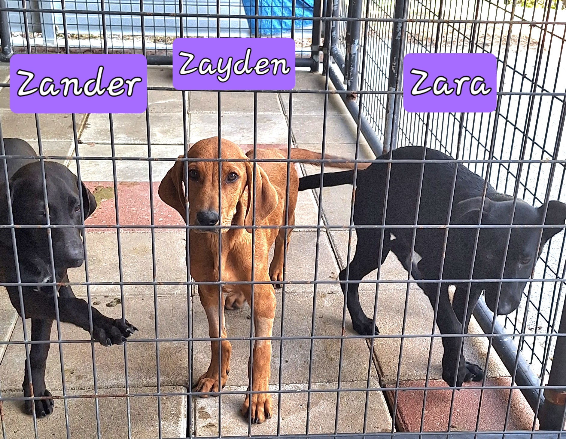 Dog for adoption Zander, Zayden & Zara, a Black Labrador Retriever