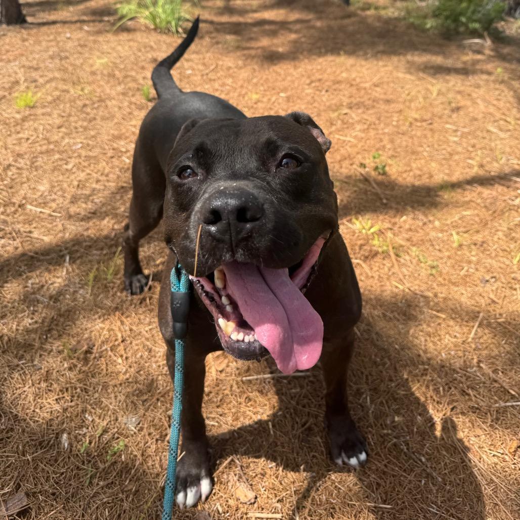 King, Adoptable, Adult Male Mixed Breed & Mixed Breed.