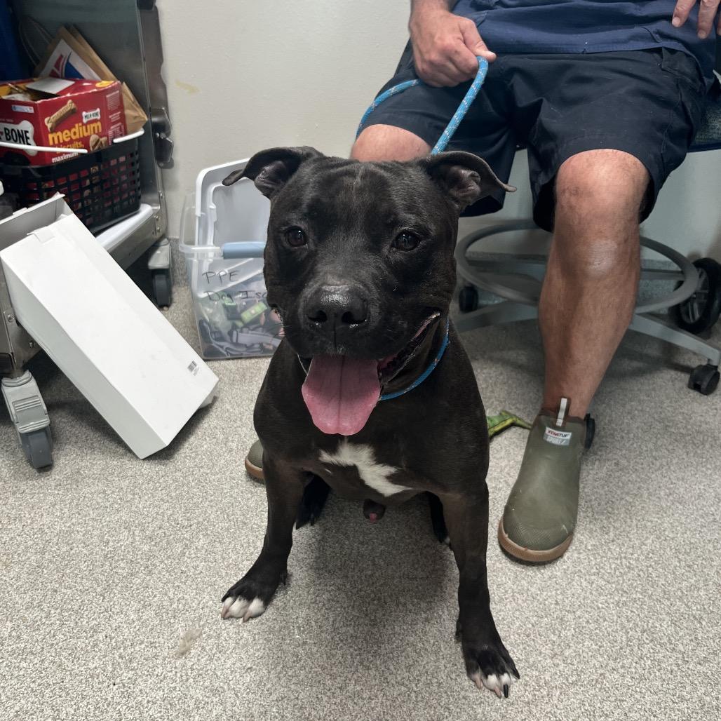 King, Adoptable, Adult Male Mixed Breed & Mixed Breed.