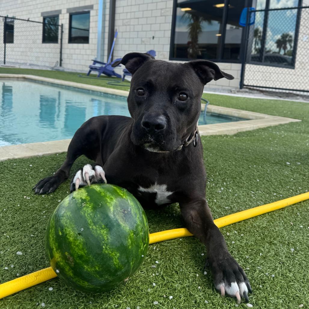 King, a Adoptable mixed breed in Englewood, FL image 3/6