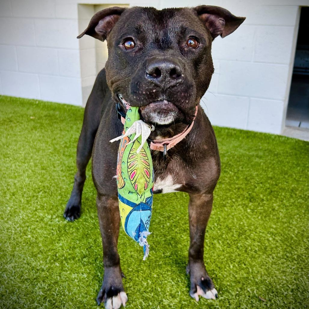 King, a Adoptable mixed breed in Englewood, FL image 2/3