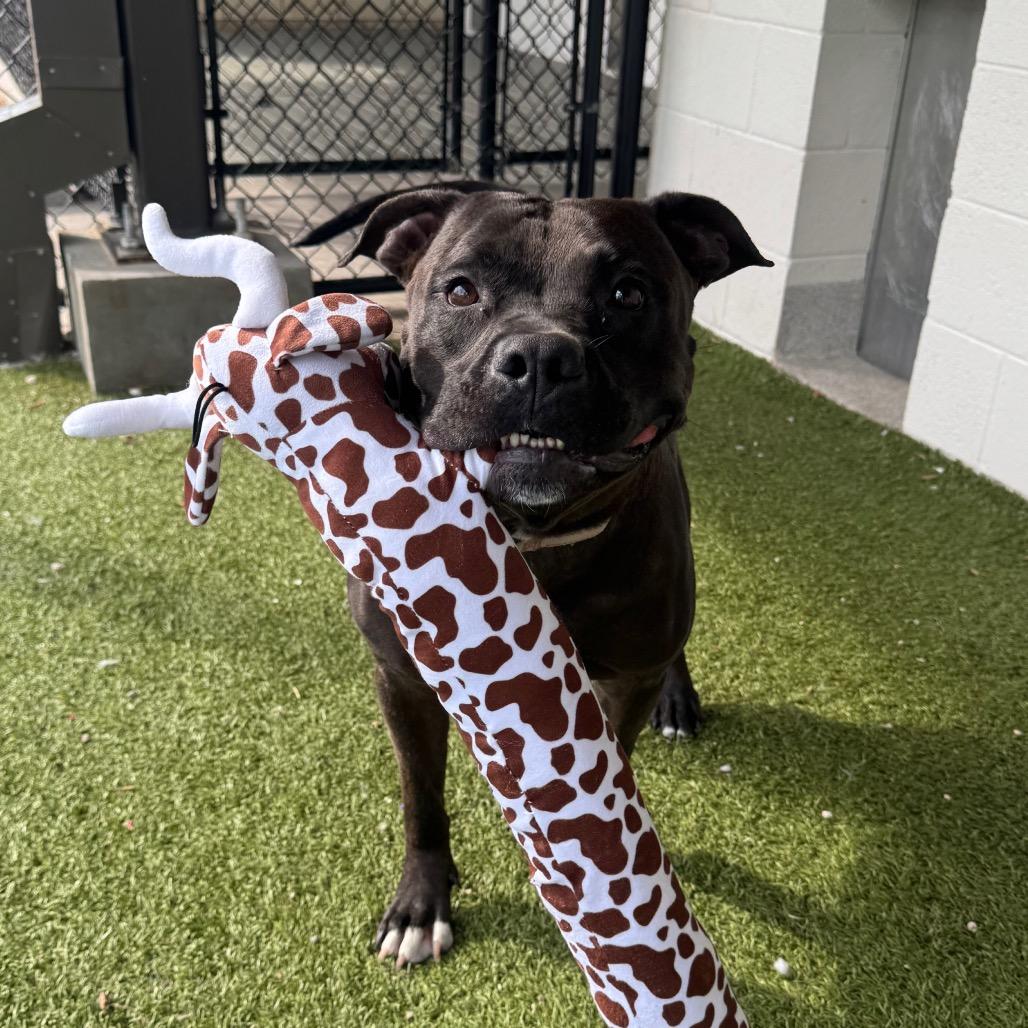 King, a Adoptable mixed breed in Englewood, FL image 5/6