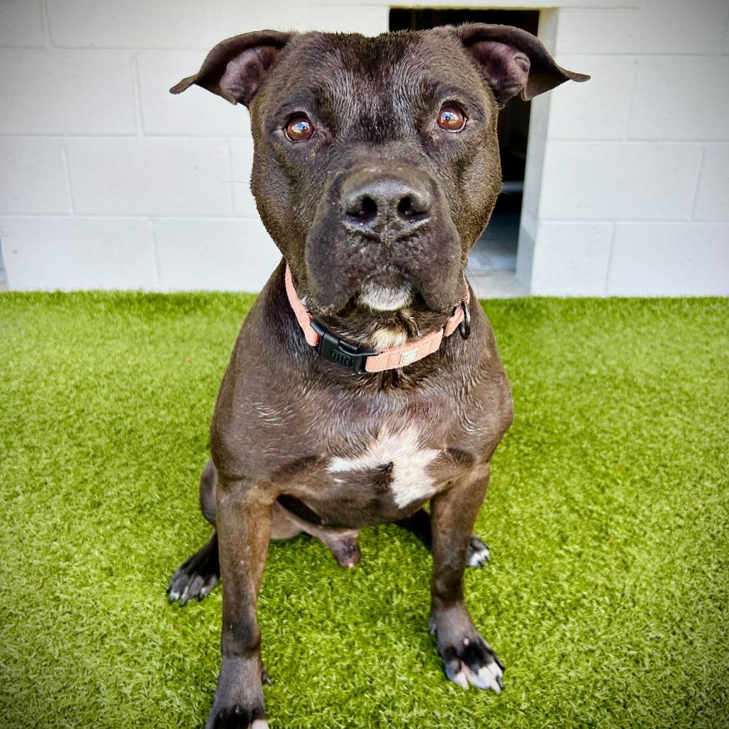 King, a Adoptable mixed breed in Englewood, FL image 3/3