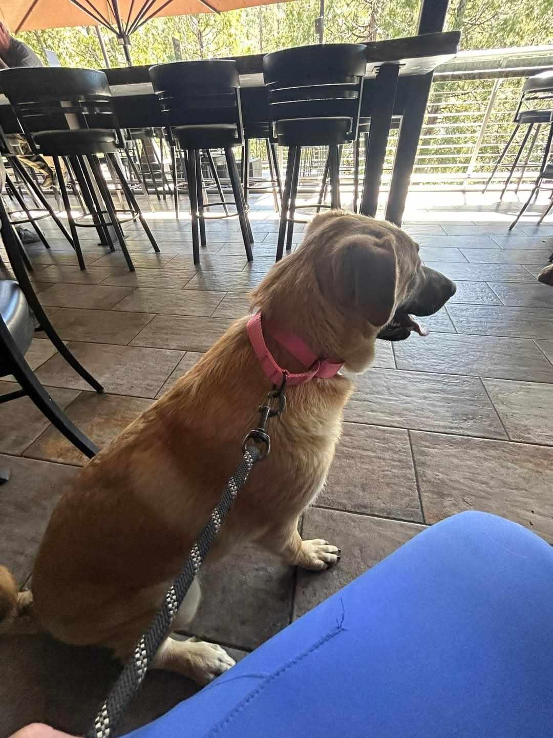 Hibiscus, a Adoptable mixed breed in Temecula, CA image 2/5