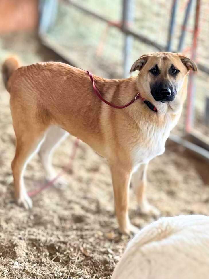 Hibiscus, a Adoptable mixed breed in Temecula, CA image 1/5