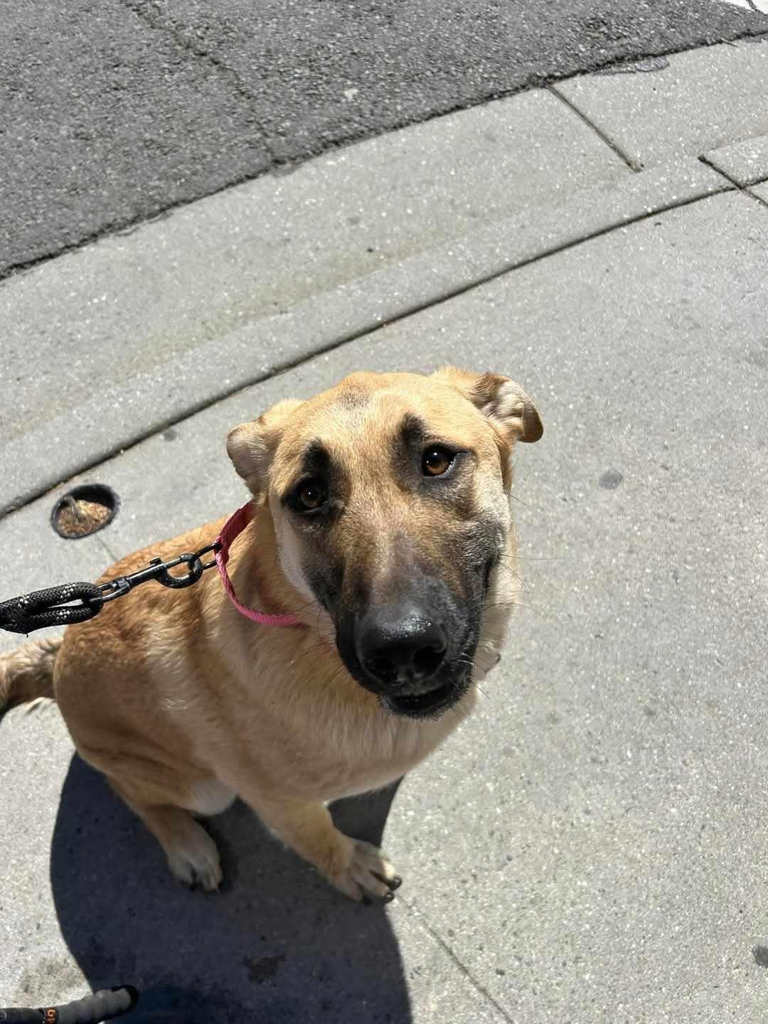 Hibiscus, a Adoptable mixed breed in Temecula, CA image 3/5