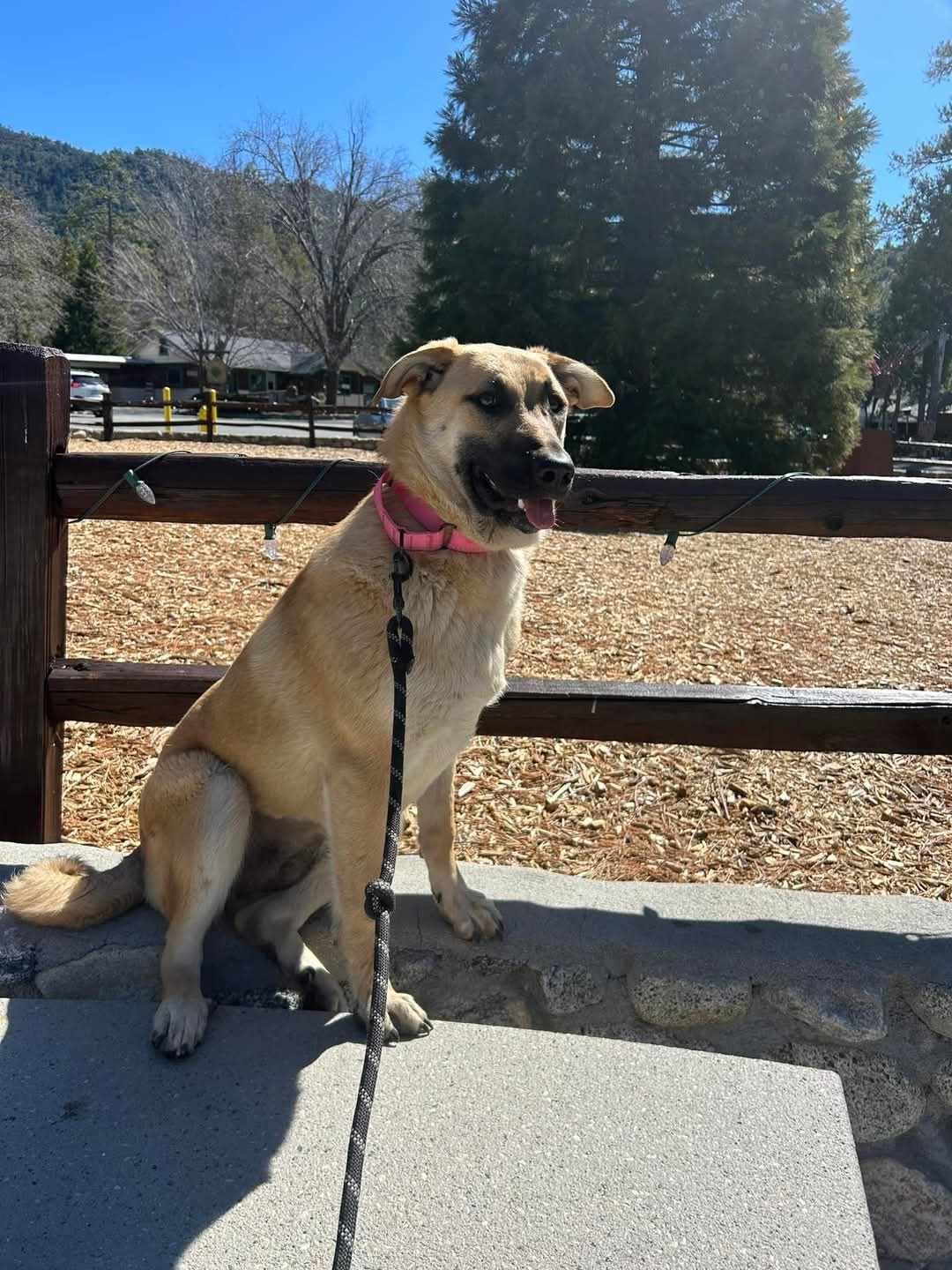Hibiscus, a Adoptable mixed breed in Temecula, CA image 4/5